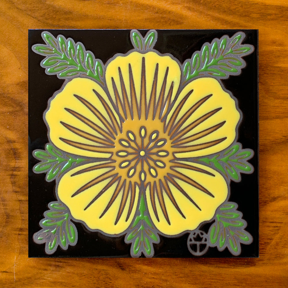 Desert Poppy