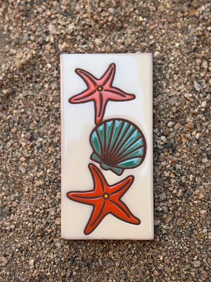 3x6 Seashells
